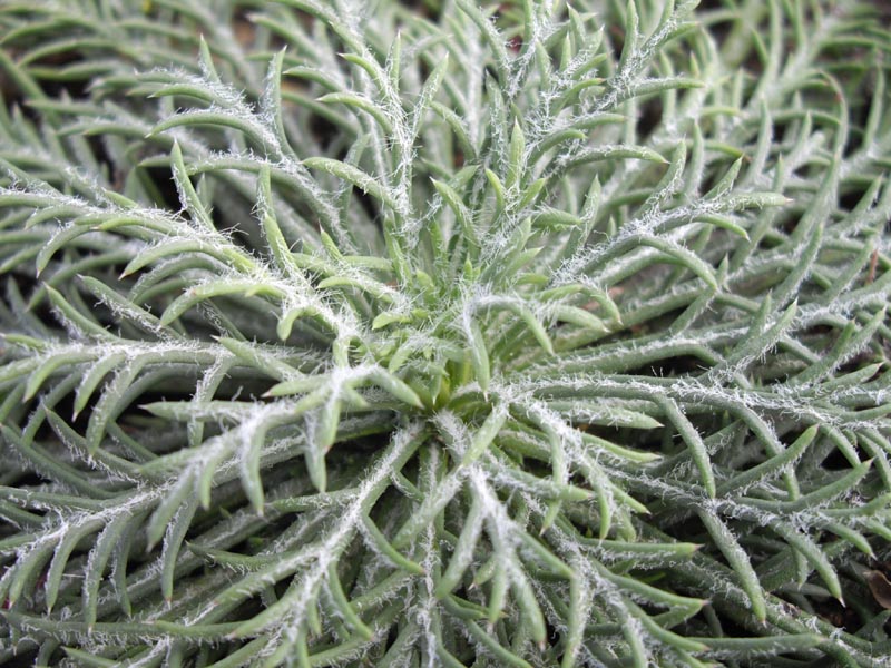 Ipomopsis aggregata photo